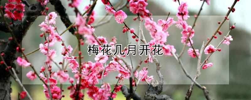 梅花几月开花（梅花几月开花?）