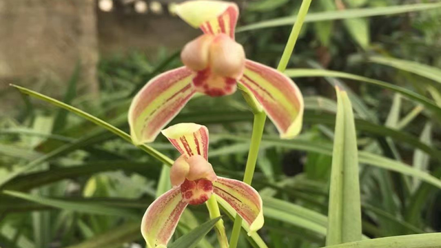 兰花养几年开花（兰花养几年开花,花期是什么时候）