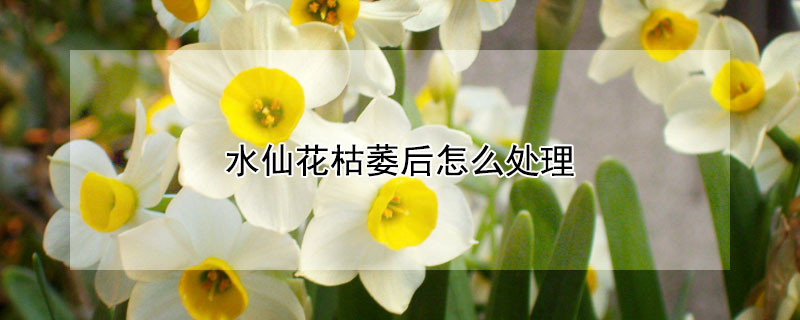 水仙花枯萎后怎么处理（水仙花谢了后如何处理）