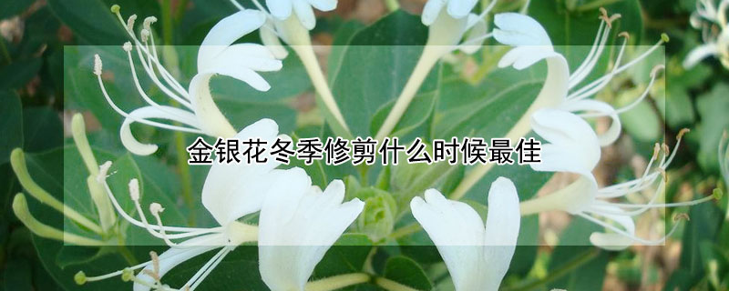 金银花冬季修剪什么时候最佳（金银花冬季什么时候剪枝）