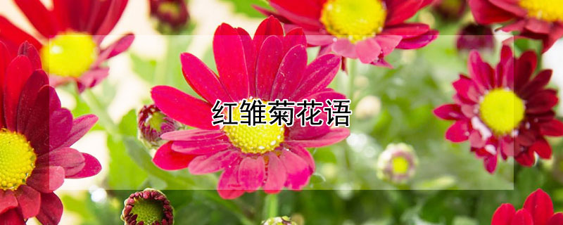 红雏菊花语（红雏菊花语是什么）