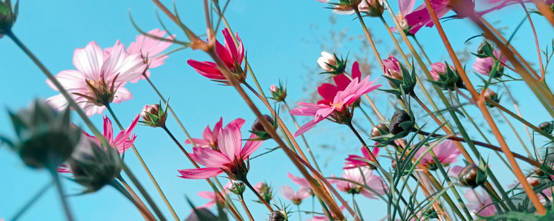 依米花的花语 依米花的花语及图片