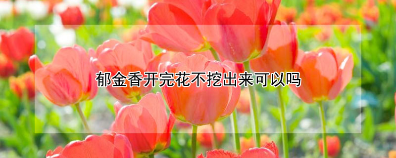 郁金香开完花不挖出来可以吗（郁金香开花后不挖出来还能不能活）