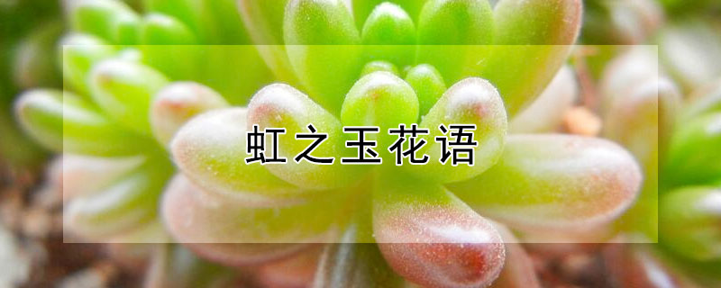 虹之玉花语（虹之玉的花语和寓意）