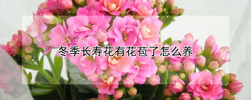 冬季长寿花有花苞了怎么养（长寿花怎么能更好的出花苞）