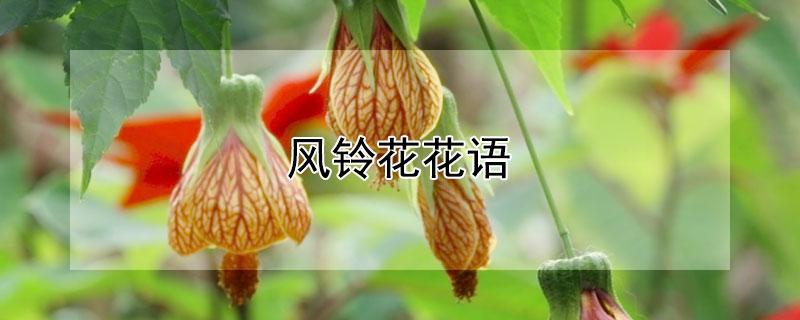 风铃花花语（郁金香花语）