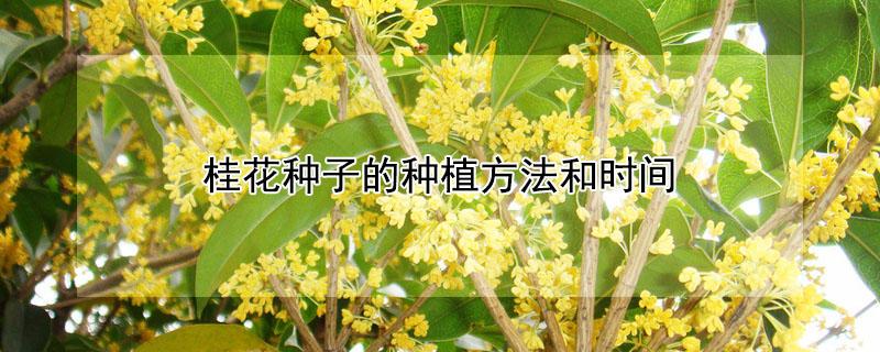 桂花种子的种植方法和时间（桂花树苗种植方法和时间）