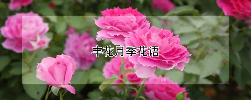 丰花月季花语 红色丰花月季花语