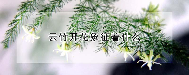 云竹开花象征着什么（云竹花的寓意是什么）