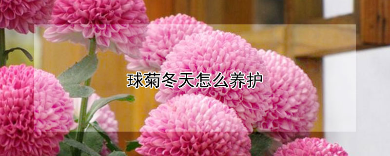 球菊冬天怎么养护（球菊冬季养护）