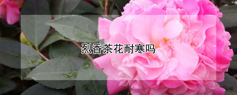 烈香茶花耐寒吗 烈香茶花好养吗