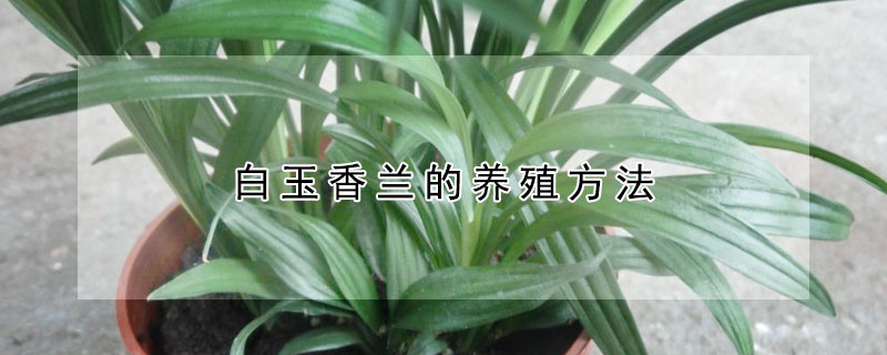 白玉香兰的养殖方法（白玉兰花的养殖方法）