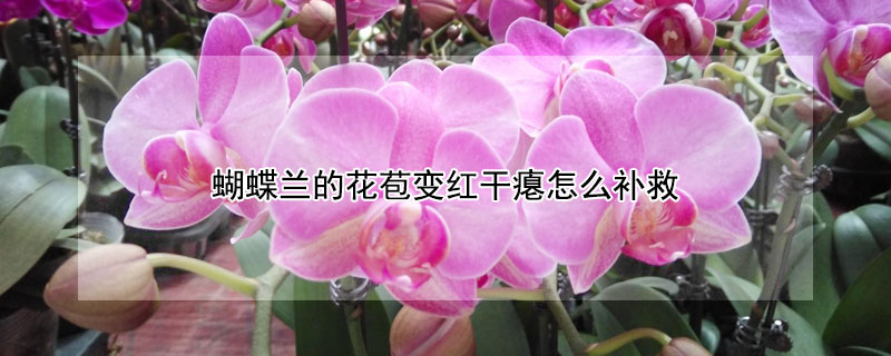 蝴蝶兰的花苞变红干瘪怎么补救（蝴蝶兰花苞干枯怎么办）