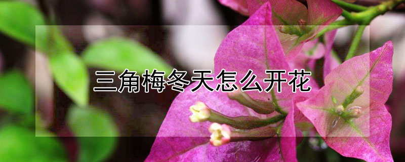 三角梅冬天怎么开花 三角梅冬季开花的办法?