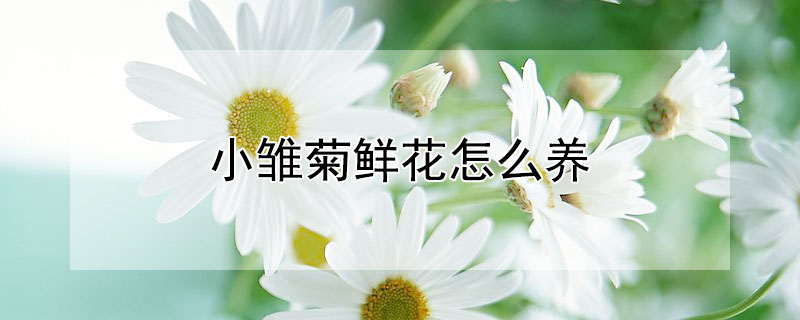 小雏菊鲜花怎么养（小雏菊鲜花怎么养爱活）