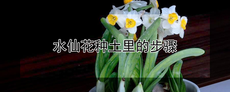 水仙花种土里的步骤