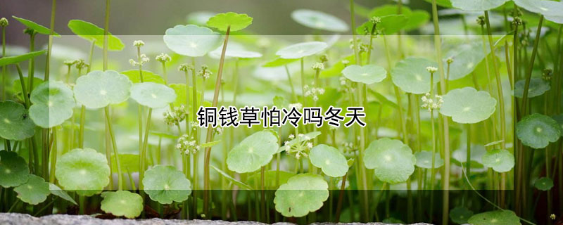 铜钱草怕冷吗冬天 铜钱草怕冷吗冬天怎么养