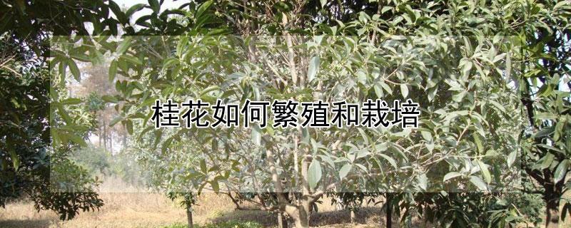 桂花如何繁殖和栽培 桂花繁殖方法和注意事项