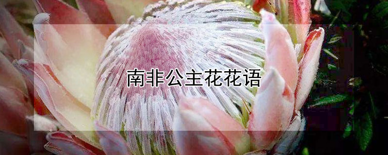 南非公主花花语（南非公主花什么意思）