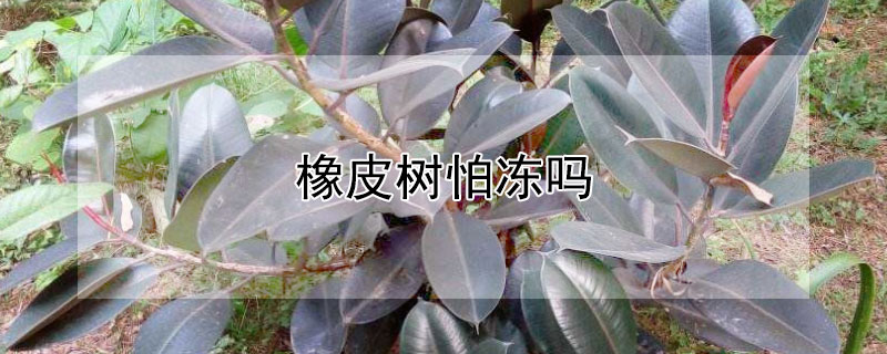 橡皮树怕冻吗 橡皮树怕冻吗?