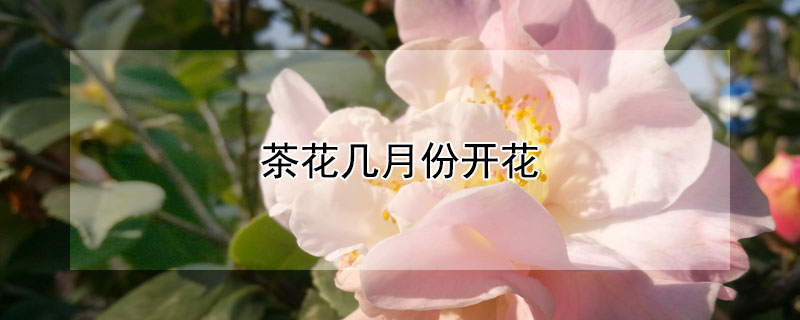 茶花几月份开花（香水茶花几月份开花）