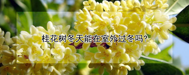 桂花树冬天能在室外过冬吗? 桂花树怎样过冬天