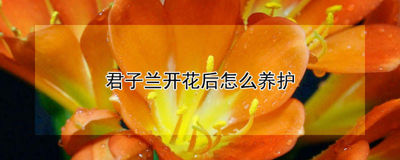 君子兰开花后怎么养护（君子兰开花后怎么养护?）