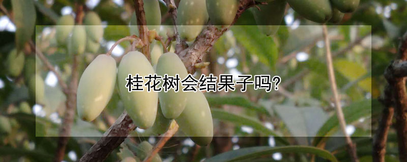 桂花树会结果子吗? 桂花树可以结果实吗