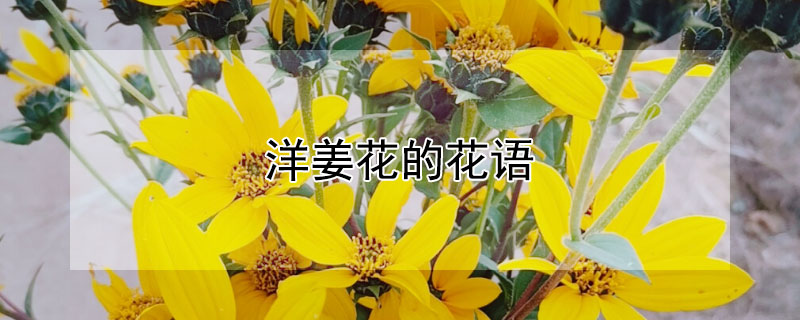 洋姜花的花语（姜花的花语是什么）