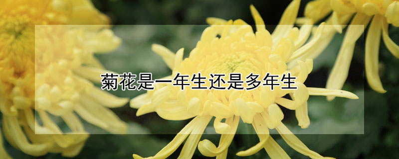 菊花是一年生还是多年生（菊花是不是多年生）