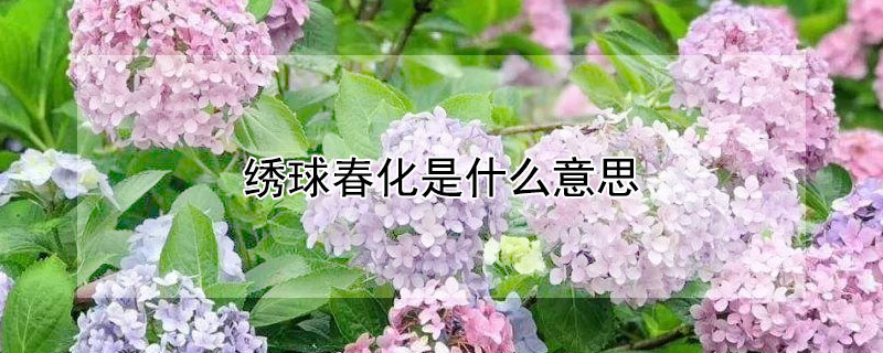 绣球春化是什么意思 绣球花彩春