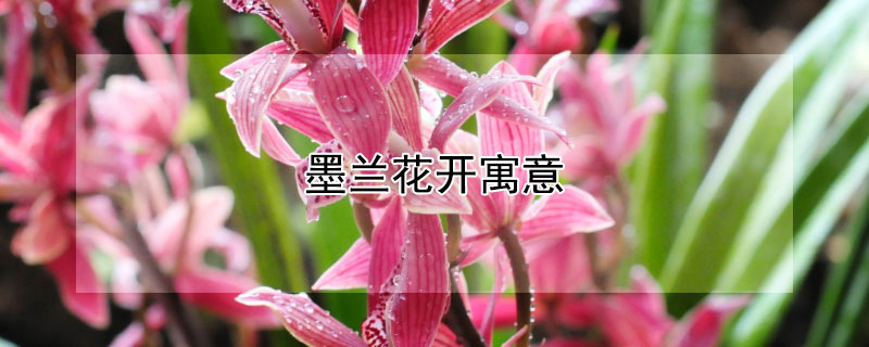 墨兰花开寓意 墨兰花代表什么象征意义