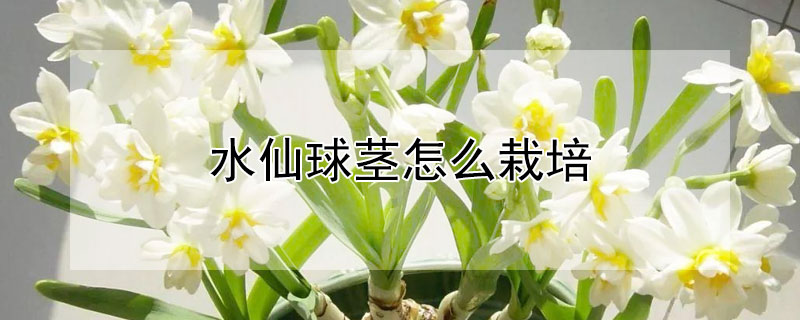 水仙球茎怎么栽培（水仙球茎培植）