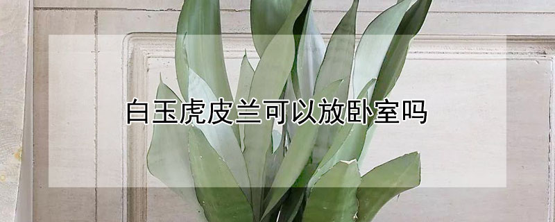 白玉虎皮兰可以放卧室吗（虎皮兰花可以放卧室吗）