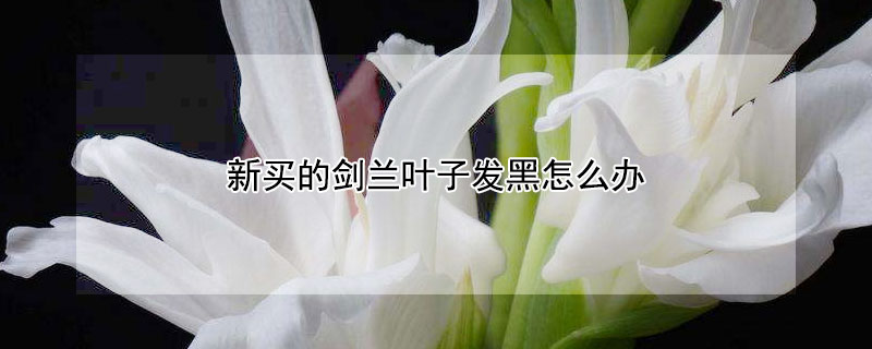 新买的剑兰叶子发黑怎么办（剑兰叶子发黄发黑怎么办）