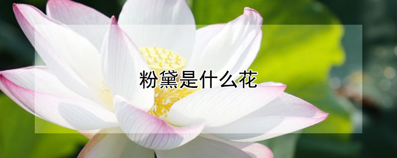 粉黛是什么花 有种花叫粉黛什么花