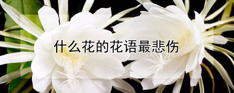 什么花的花语最悲伤（什么花的花语很伤感）