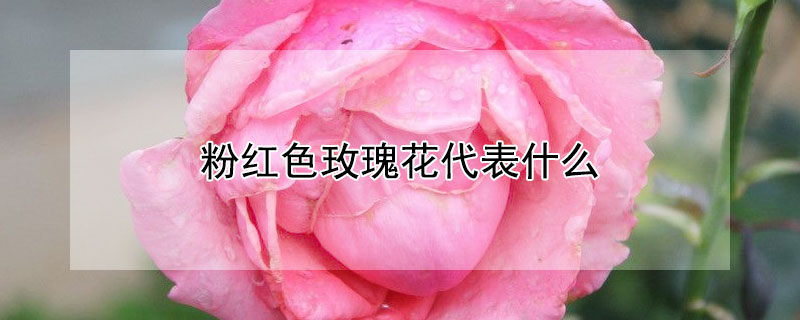 粉红色玫瑰花代表什么（粉红色玫瑰花代表什么意思是什么花语）