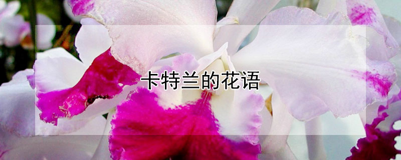 卡特兰的花语 cattleya卡特兰花语