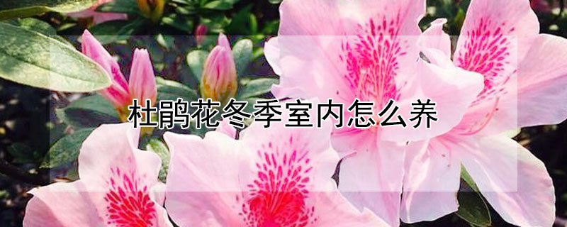 杜鹃花冬季室内怎么养（冬季室内如何养杜鹃花）