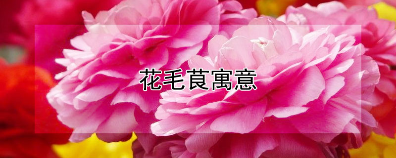 花毛茛寓意（毛茛花代表什么）