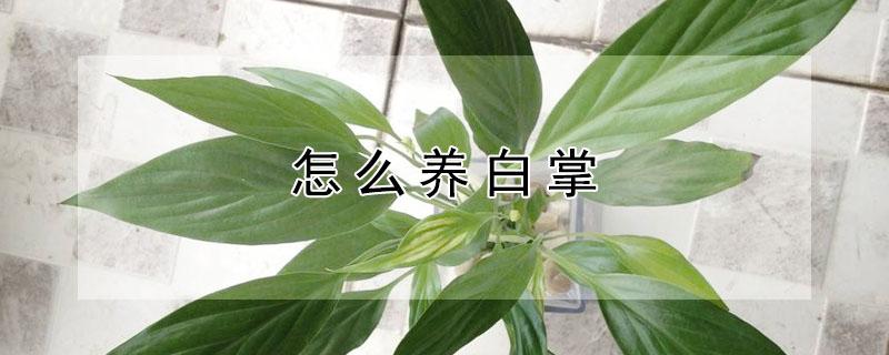 怎么养白掌 怎么养白掌花