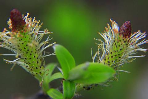 银柳花语是什么意思