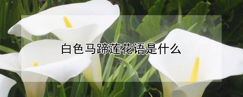 白色马蹄莲花语是什么（粉色马蹄莲花语是什么）