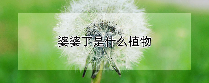 婆婆丁是什么植物 类似于婆婆丁的一种植物叫什么