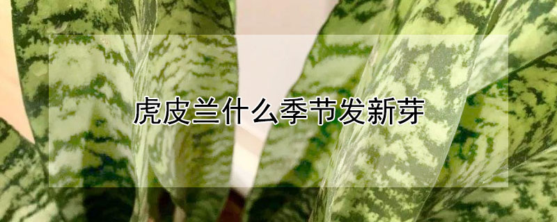 虎皮兰什么季节发新芽（虎皮兰什么时间发新芽）