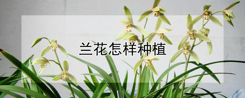 兰花怎样种植 兰花怎样种植和养护