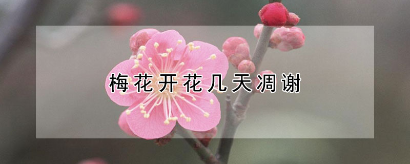 梅花开花几天凋谢（梅花从开花到凋零要多长时间）