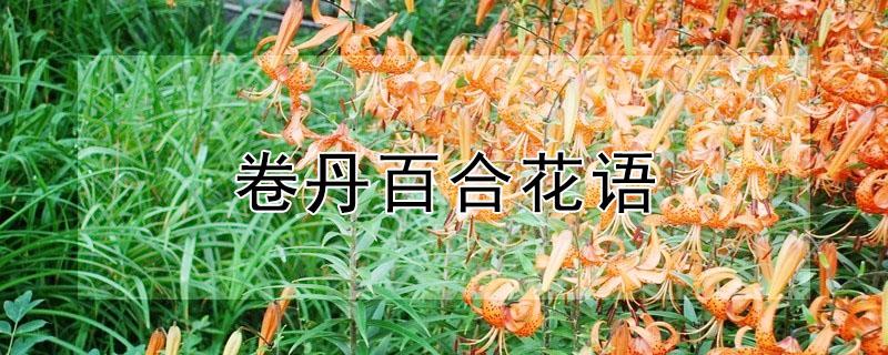 卷丹百合花语 山丹百合花语