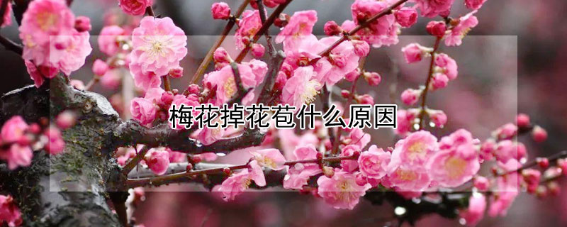 梅花掉花苞什么原因 梅花落花苞的原因